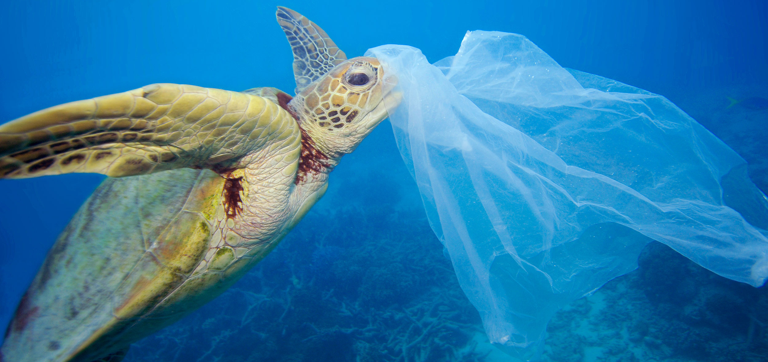 Meeresschildkröten sind von Plastikmüll bedroht © Solvin Zankl / Alamy Stock Photo