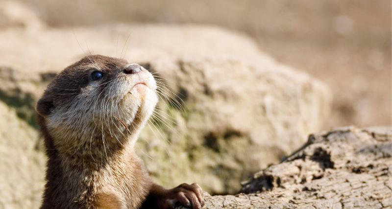 Junger Fischotter © IMAGO/YAY Images