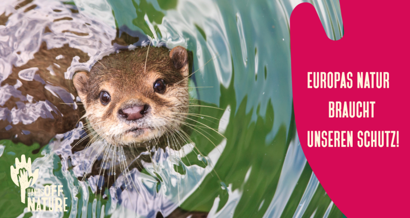 Ein Fischotter schwimmt im Wasser. Im Bild steht der Text: „Europas Natur braucht unseren Schutz“.