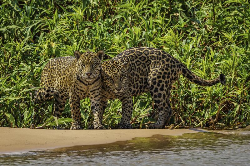 Zwei Jaguare in Poconé, Mato Grosso, Brasilien. © Jorge André Diehl / WWF-Brazil