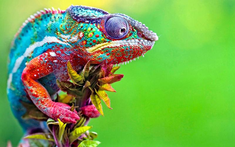 Wildes farbenfrohes Kameleon.© 2020 Graphics Illuminate/Shutterstock