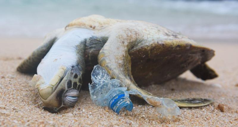 Zu sehen ist eine tote Schildkröte an einem Strand. Direkt neben ihr liegt ein Teil einer Plastikflasche, die vermuten lässt, dass die Schildkröte ggf. an den Folgen der Plastikverschmutzung gestorben sein könnte.