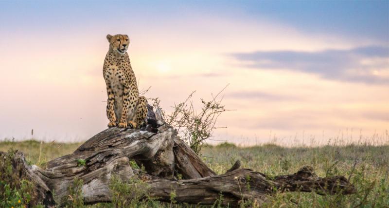 Das Foto zeigt einen Geparden in der Serengeti.