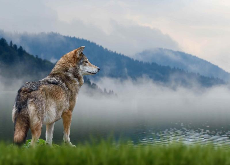 Wolf in der Natur, im Hintergrund Berge und ein See