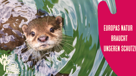 Ein Fischotter schwimmt im Wasser. Im Bild steht der Text: „Europas Natur braucht unseren Schutz“.