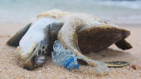 Zu sehen ist eine tote Schildkröte an einem Strand. Direkt neben ihr liegt ein Teil einer Plastikflasche, die vermuten lässt, dass die Schildkröte ggf. an den Folgen der Plastikverschmutzung gestorben sein könnte.