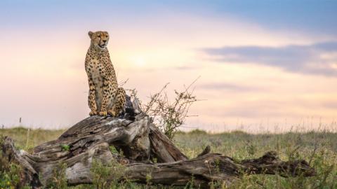 Das Foto zeigt einen Geparden in der Serengeti.